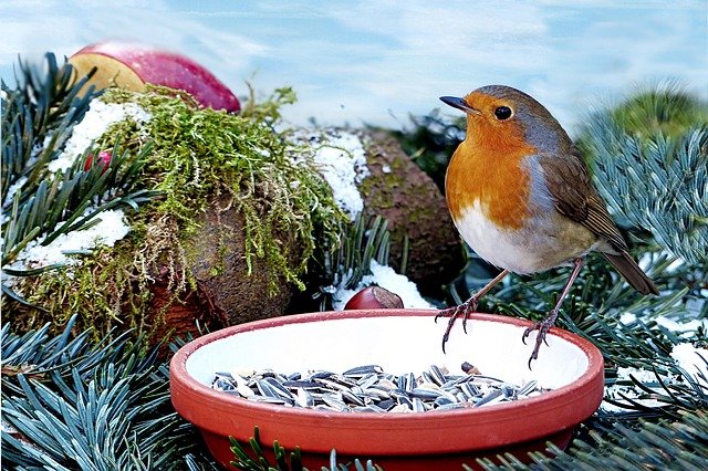 robin on food dish