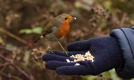man feeding a robin