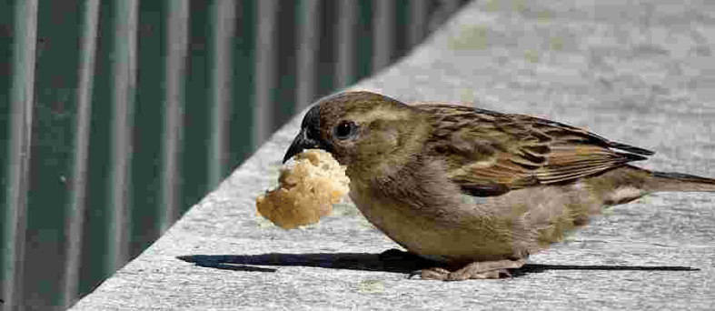 Sparrow eating Bread