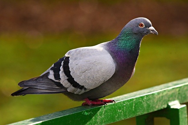 rock dove / pigeon