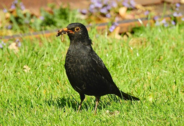male blackbird eating worm