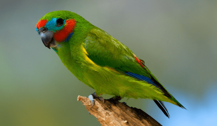 the fig parrot