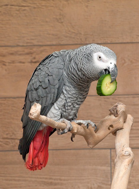 parrot with cucumber in its mouth