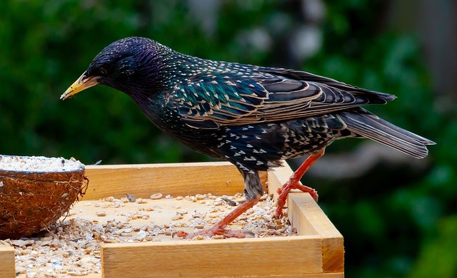 European starlings eat