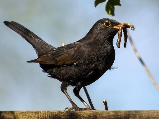 blackbird carrying worms