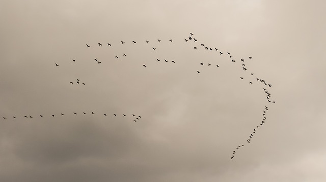 swarm of birds migrating