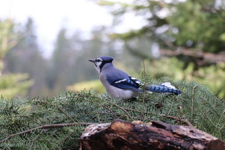 blue and white bird on brown tree branch during daytime