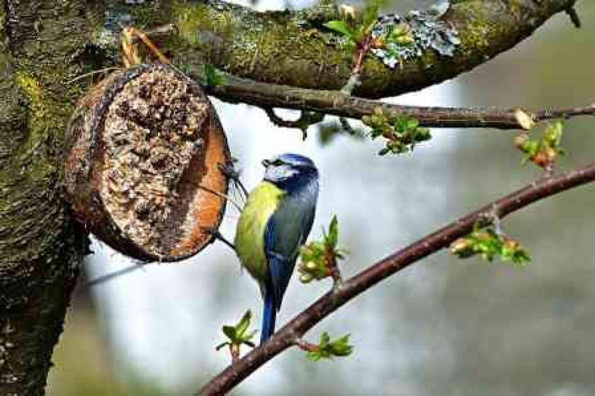 what human food can small birds eat