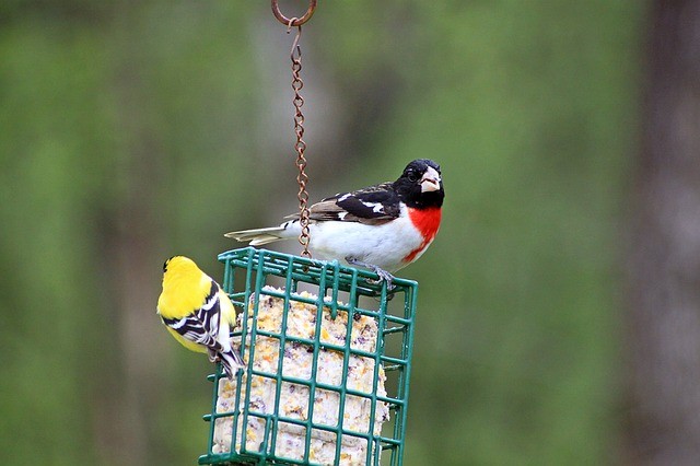 suet feeder