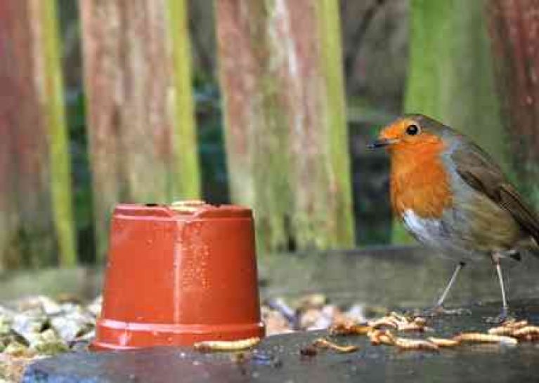 What Do Robins Eat? (Robin Food) Bird Feeder Expert