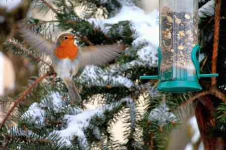 Robin in the Snow