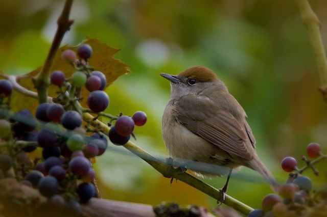 warbler