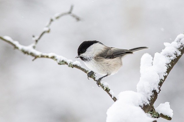 willow tit