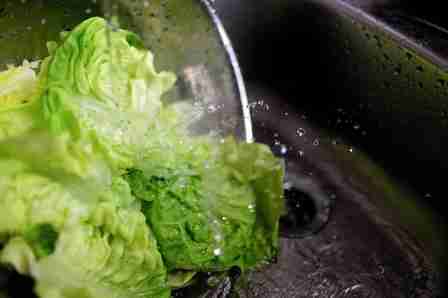 washing the lettuce