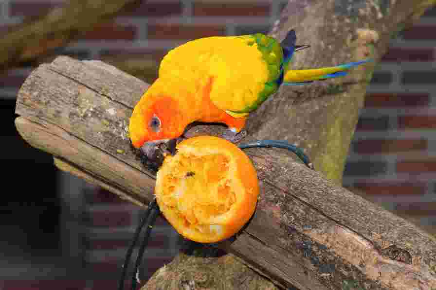 Bird eating Orange