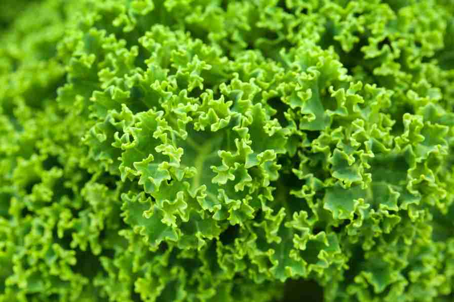 kale