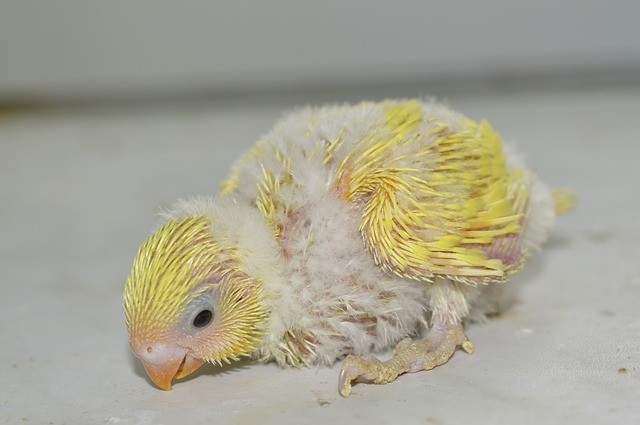 baby budgie