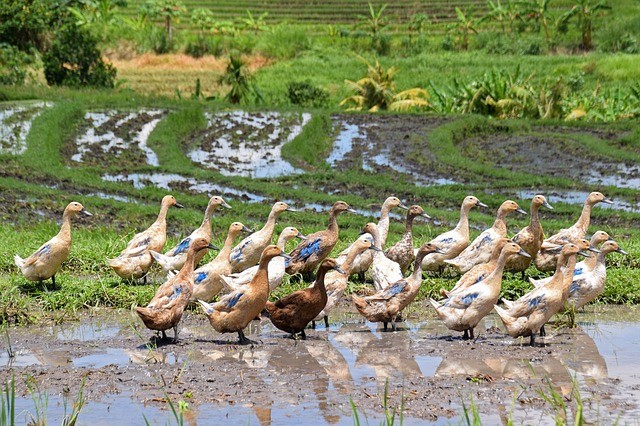 geese in rice field