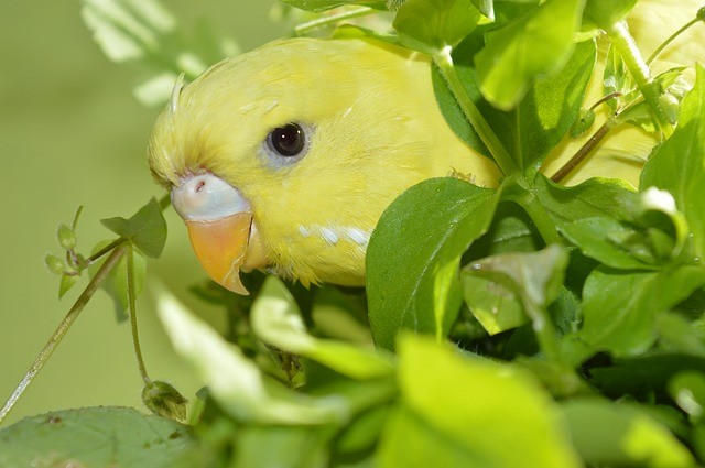 budgie