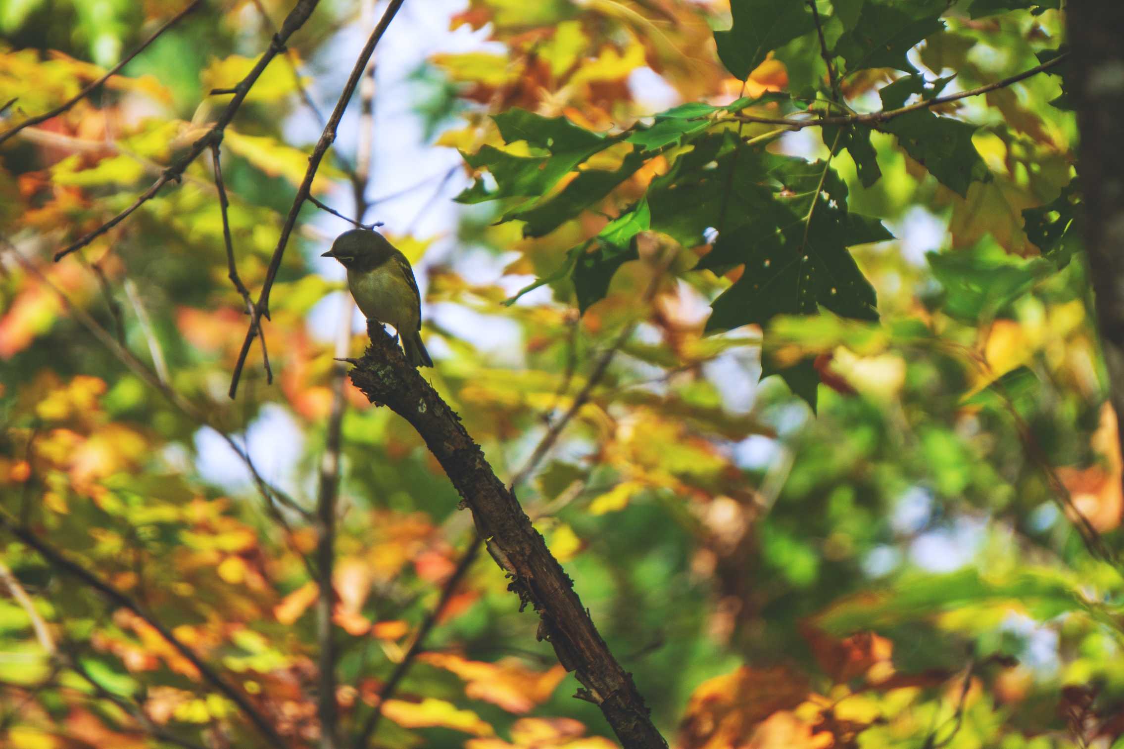 red eyed vireo