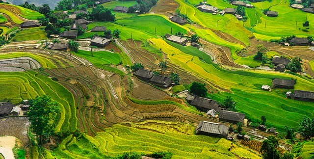 Paddy field