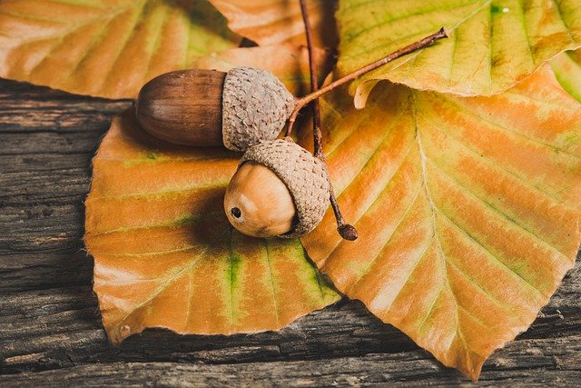 acorns