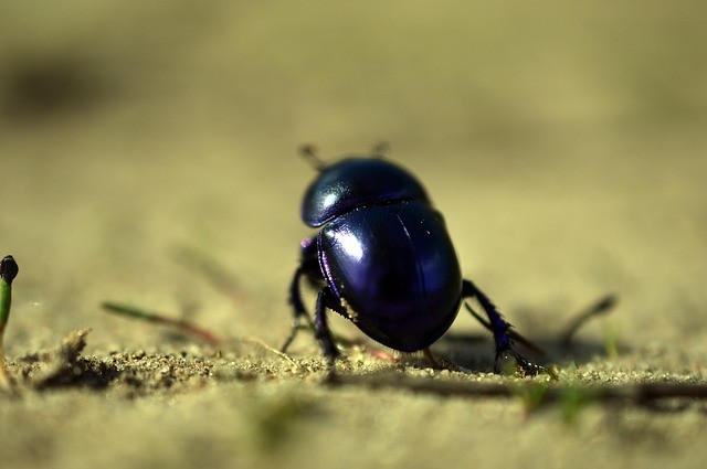 dung beetle