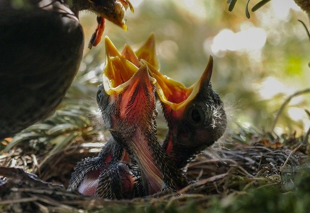  poussins de merles 