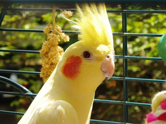 yellow cockatiel