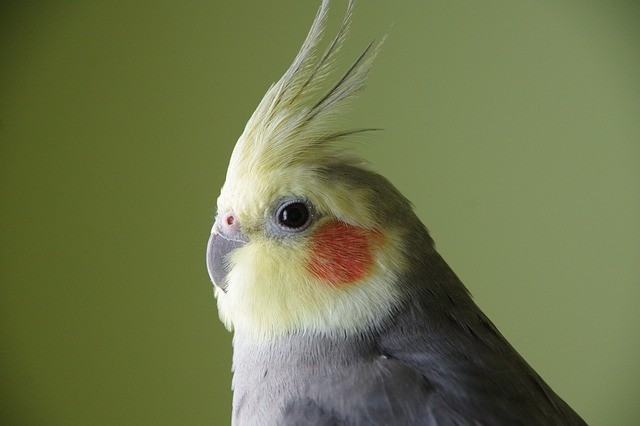 cockatiel eye