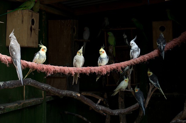 cockatiels