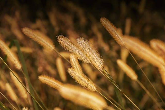 foxtail