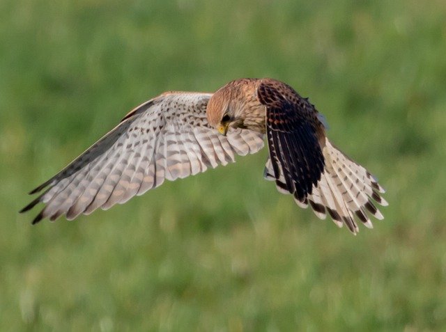 kestrel flying