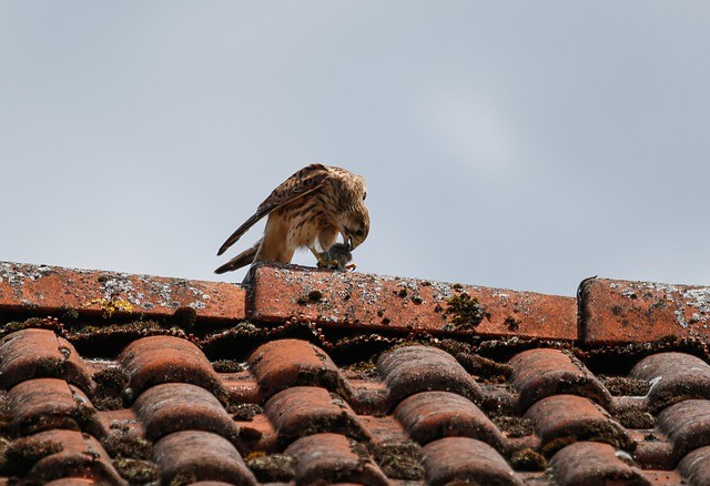 kestrel eating