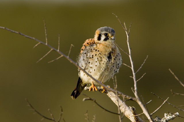 kestrel chick