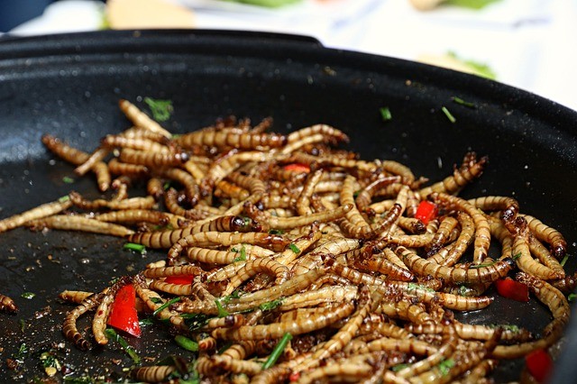 mealworms