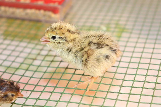 puppy quail