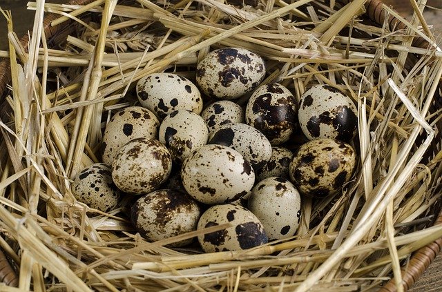 quail eggs