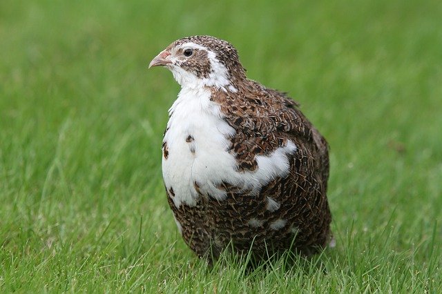 What Do Quails Eat? (Quail Diet List) | Bird Feeder Expert