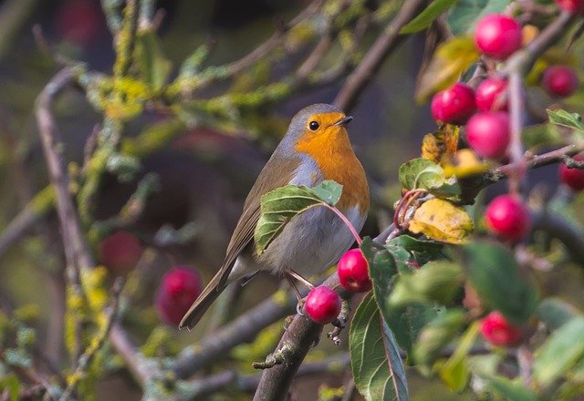 small passerine