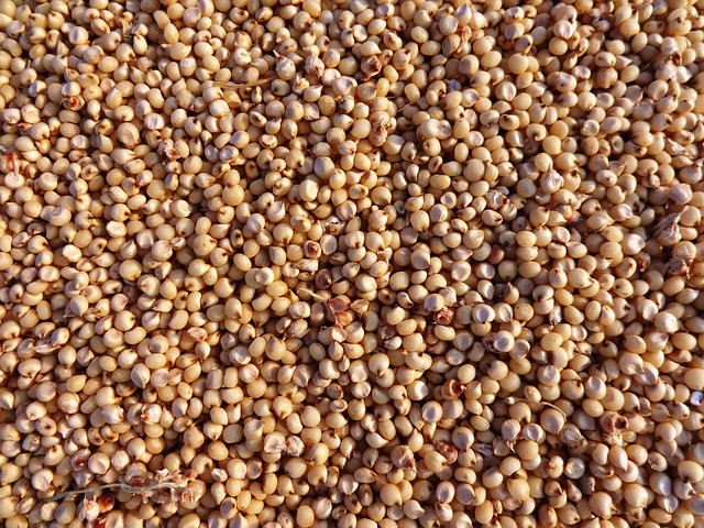 sorghum