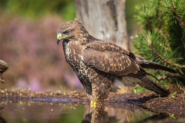 sparrowhawk