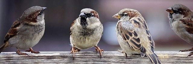 sparrows