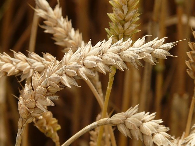 wheat spike