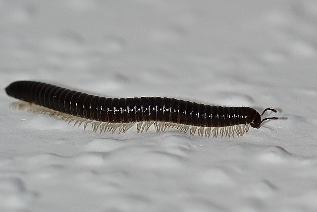 centipedes