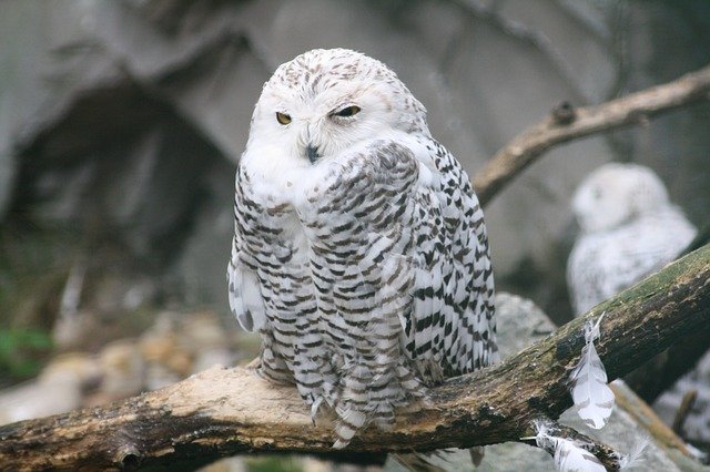 young barn owl