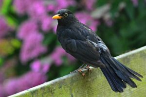 what is blackbirds favorite food