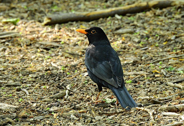 blackbird soil