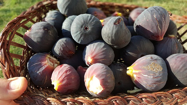 fig