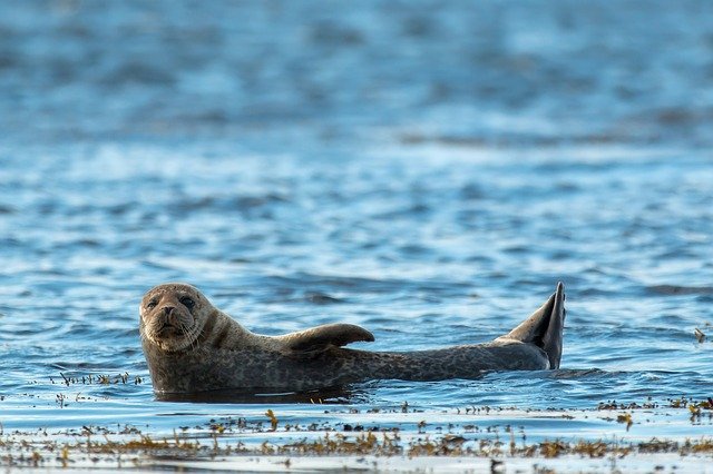 grey seal